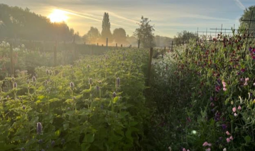 Bloementuin Rosephine