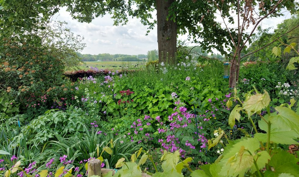 De Lindetuin van de familie Beurms-Van Stappen