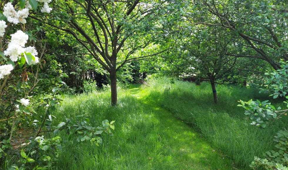 De Lindetuin van de familie Beurms-Van Stappen