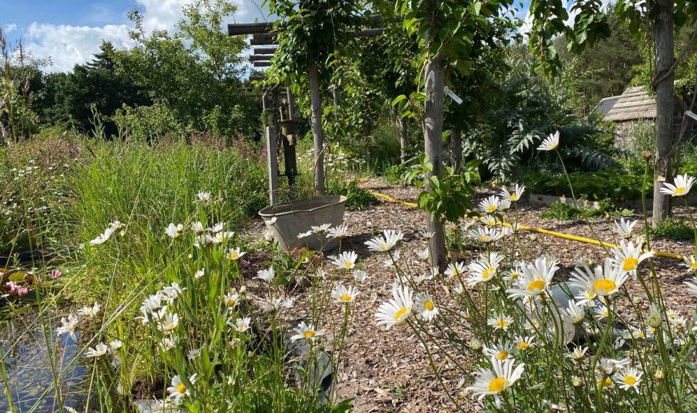 Welig bessenpluk &amp; voedselbos