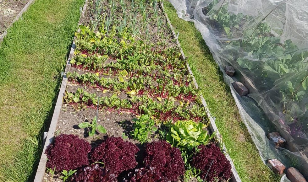 Ecotuinieren op de hoeve bij kasteel Forreist