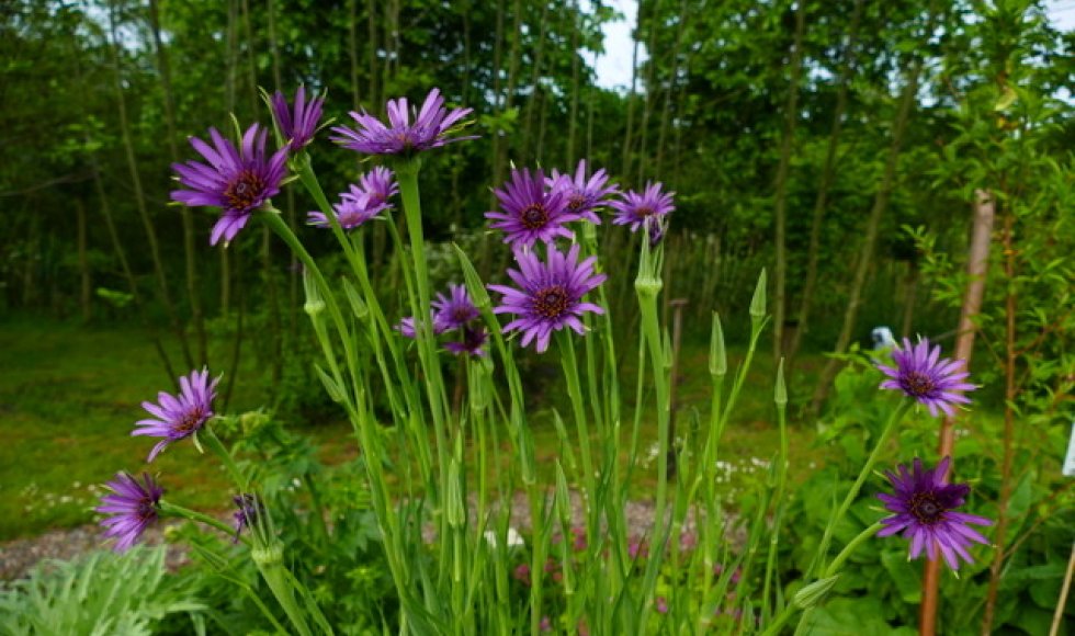 Scouting van de familie Pieksma
