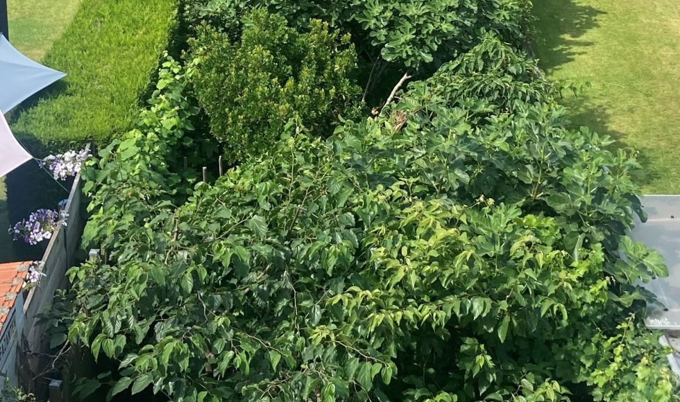 kleine eetbare stadsjungle