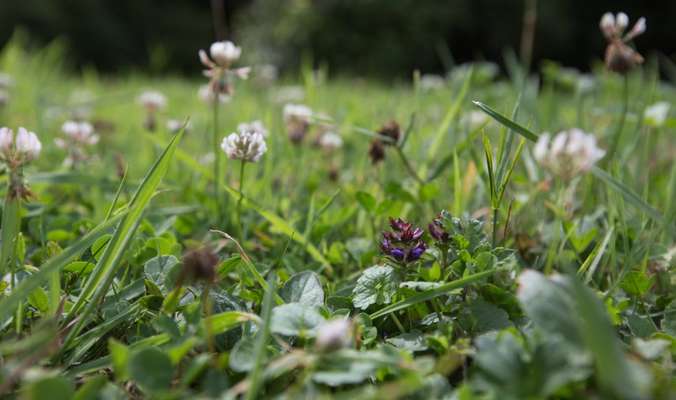 Klaver in gazon
