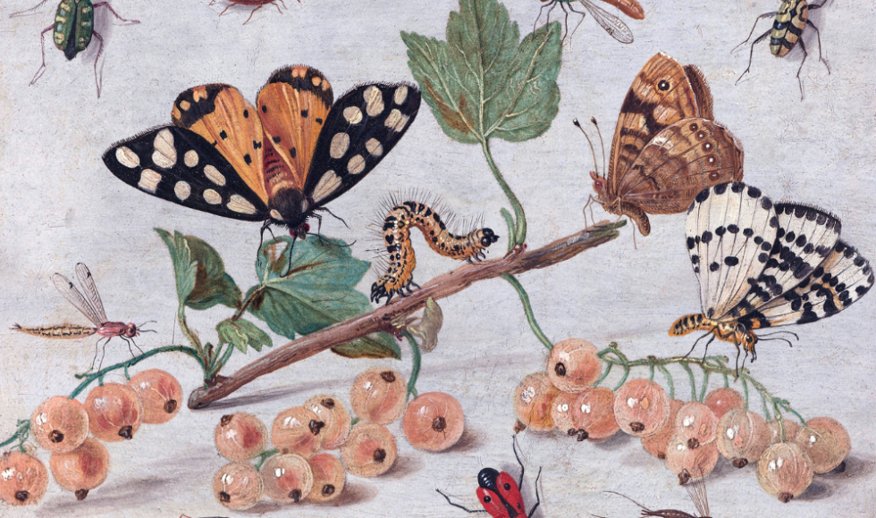 Insecten