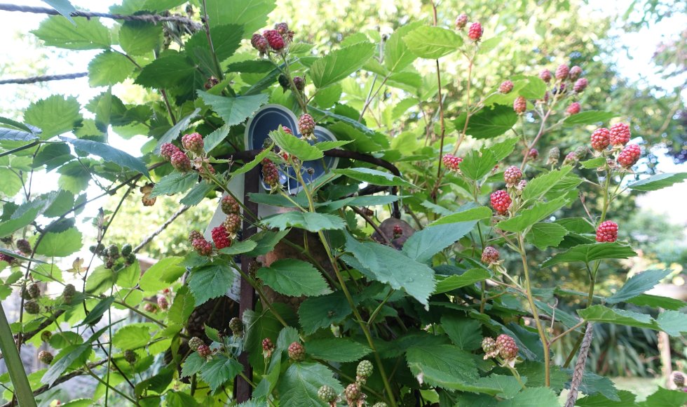 Kaulille Ecotuin van de familie Black-Huskens 5