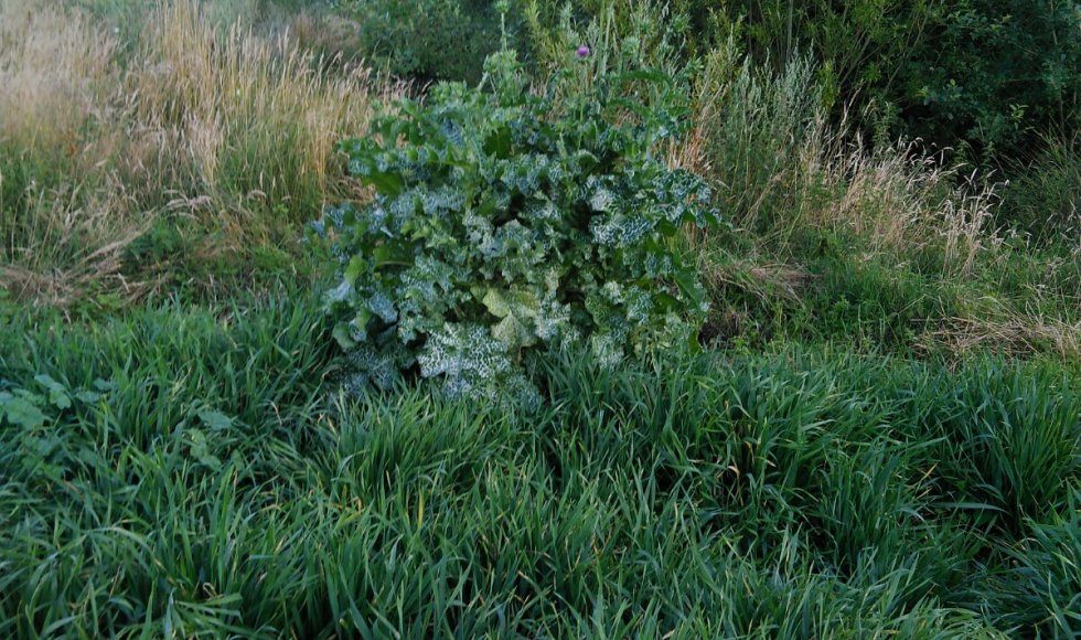 Klerken de fruitweide2