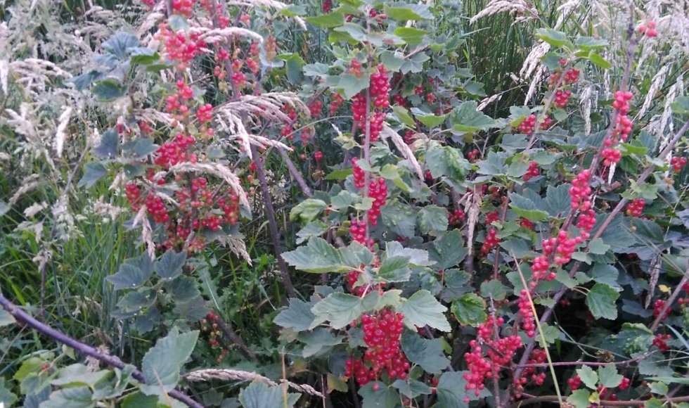 Klerken de fruitweide5