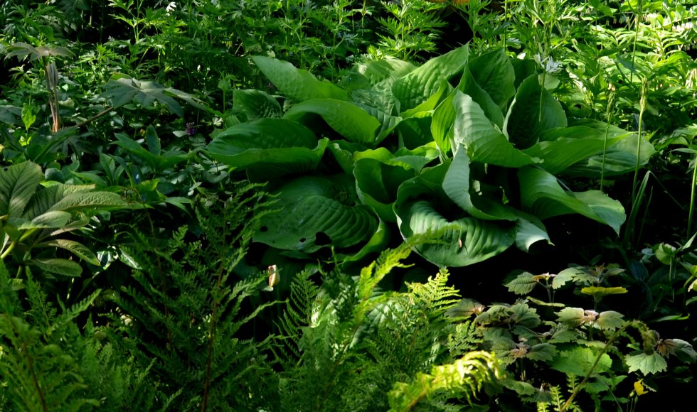 Koekelare De Lavendee 6