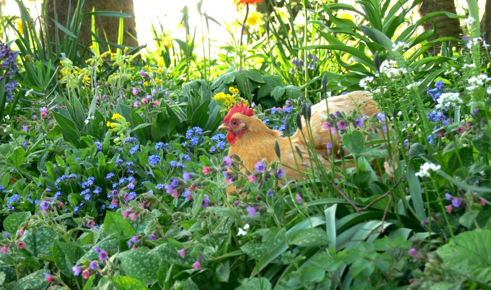 Koekelare De Lavendee 7