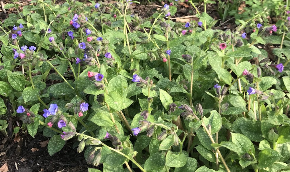 Lede familietuin van Els 3