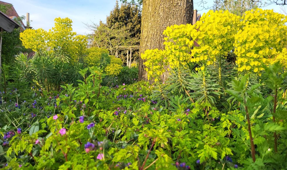 Lokeren_Equota_Sebastian Ivens_nieuwe tuin