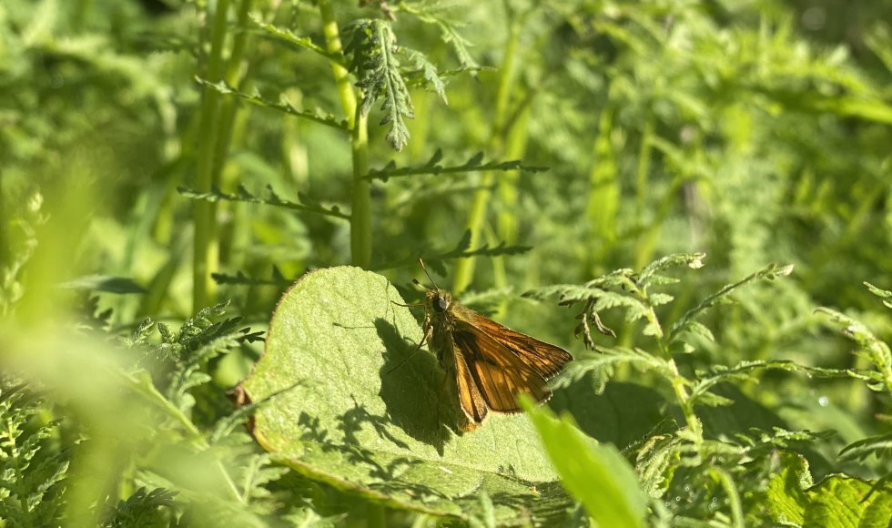 Luttenberg_Abels Bos