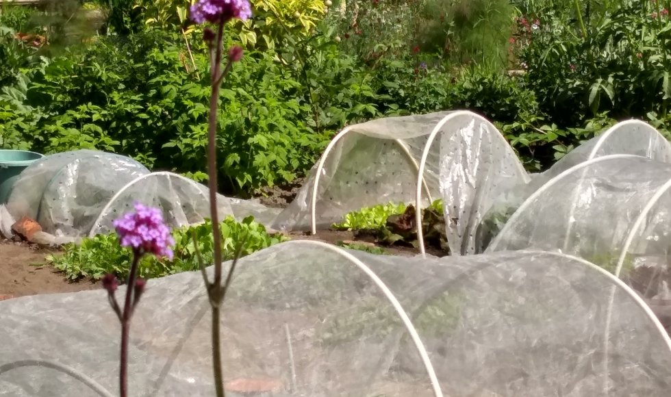 Velt-tuintjes Mariakerke