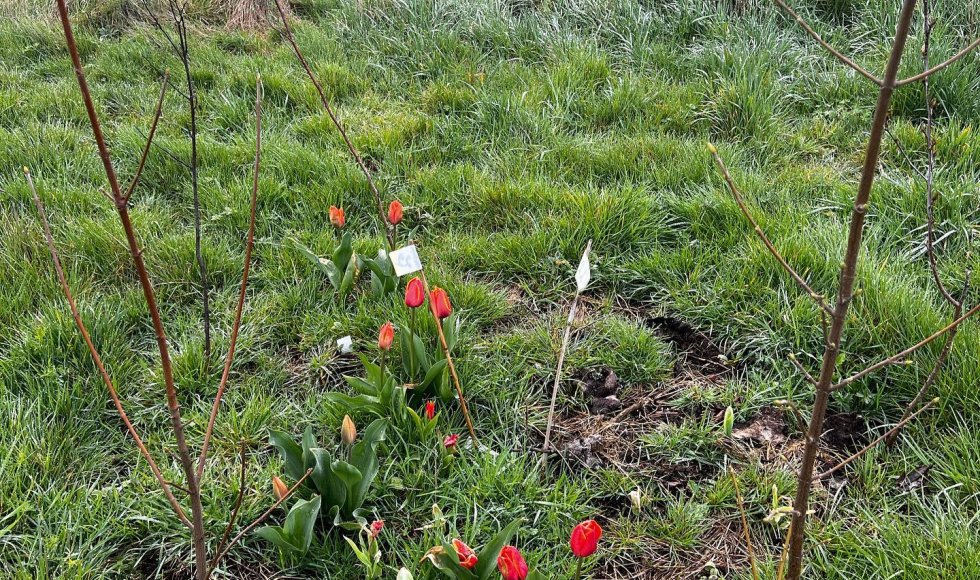 Meerbeke - Voedselbos ik, jij, wei