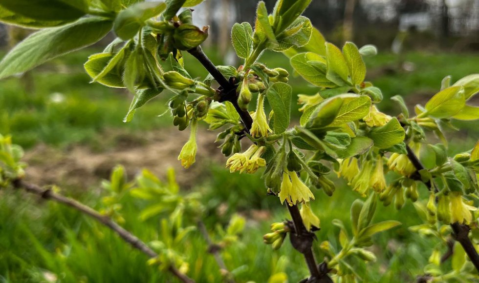 Meerbeke - Voedselbos ik, jij, wei