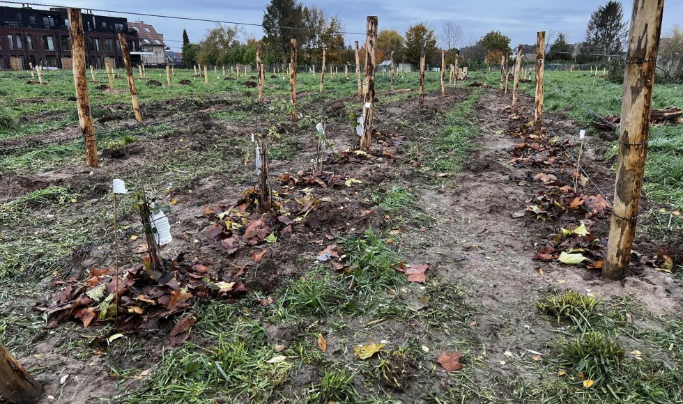 Meerbeke - Voedselbos ik, jij, wei