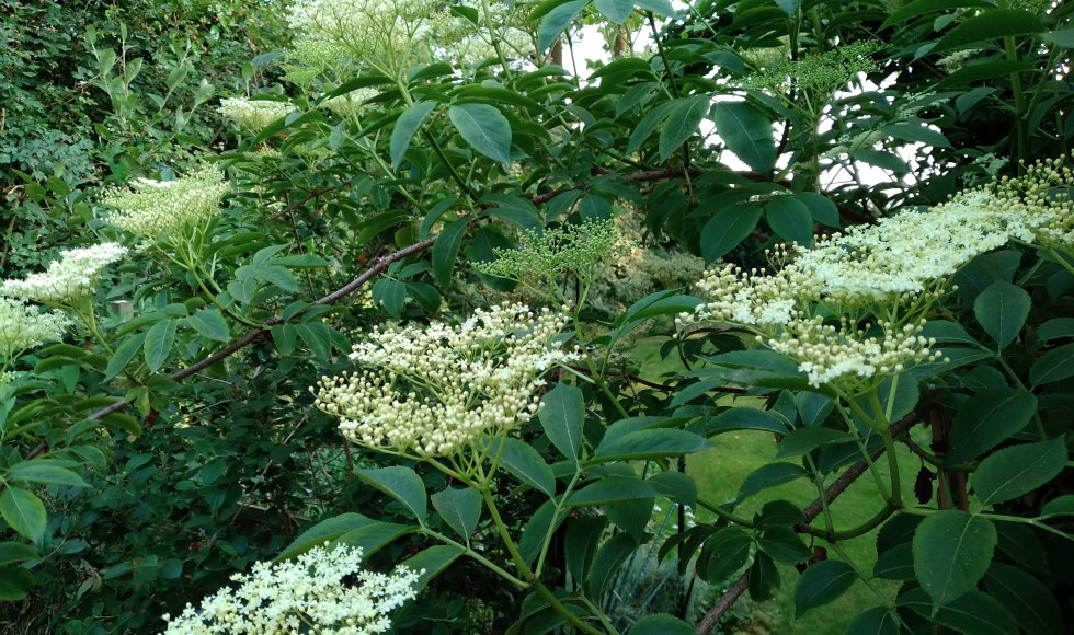 Ontdektuin de Maasakker 3