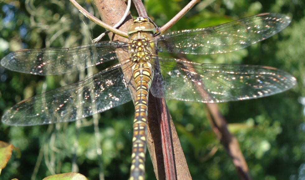 Ontdektuin de Maasakker 4