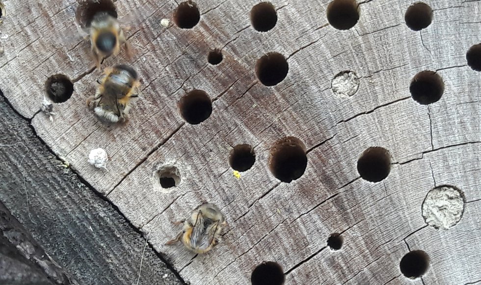 Ontdektuin de Maasakker 5