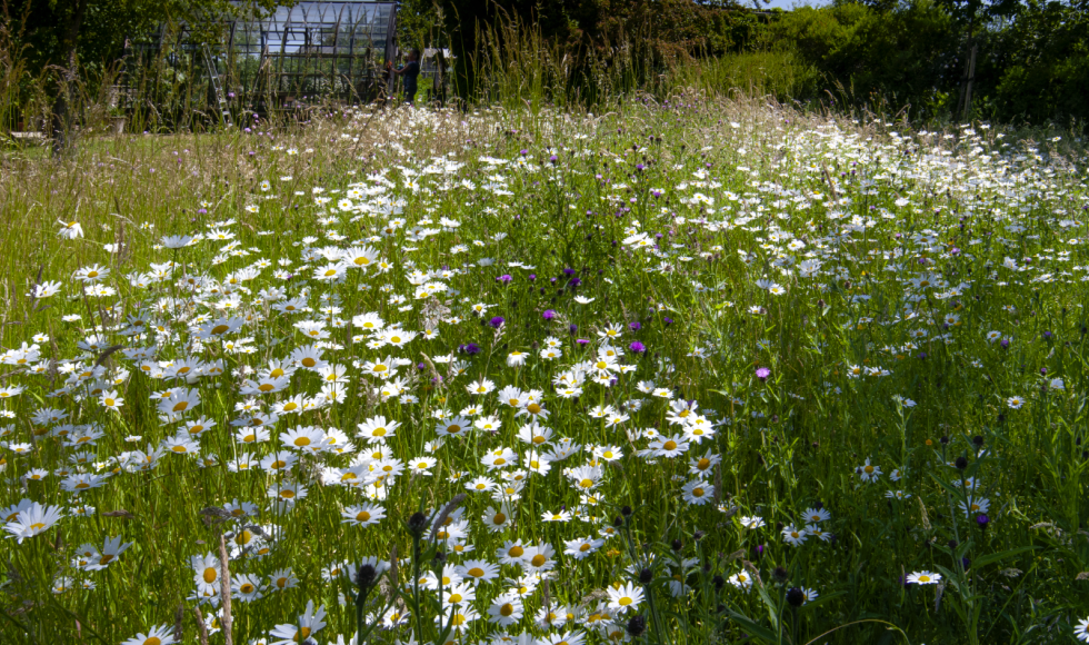 MolenbeekWersbeek Malushof 5