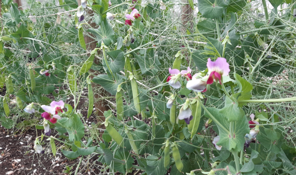 Natuurlijke moestuin familie Wilbrink 5