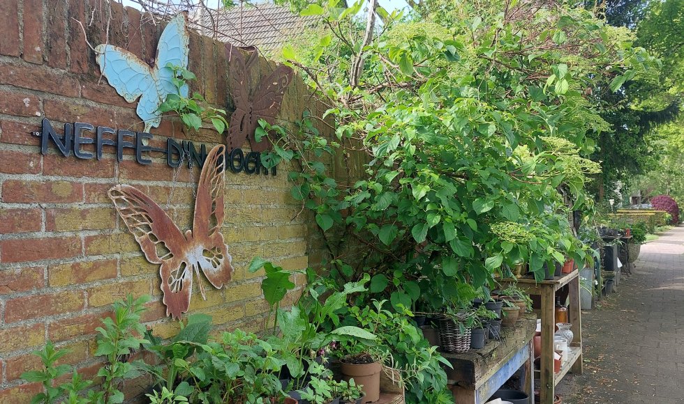 Oss Neffe dn bocht 10