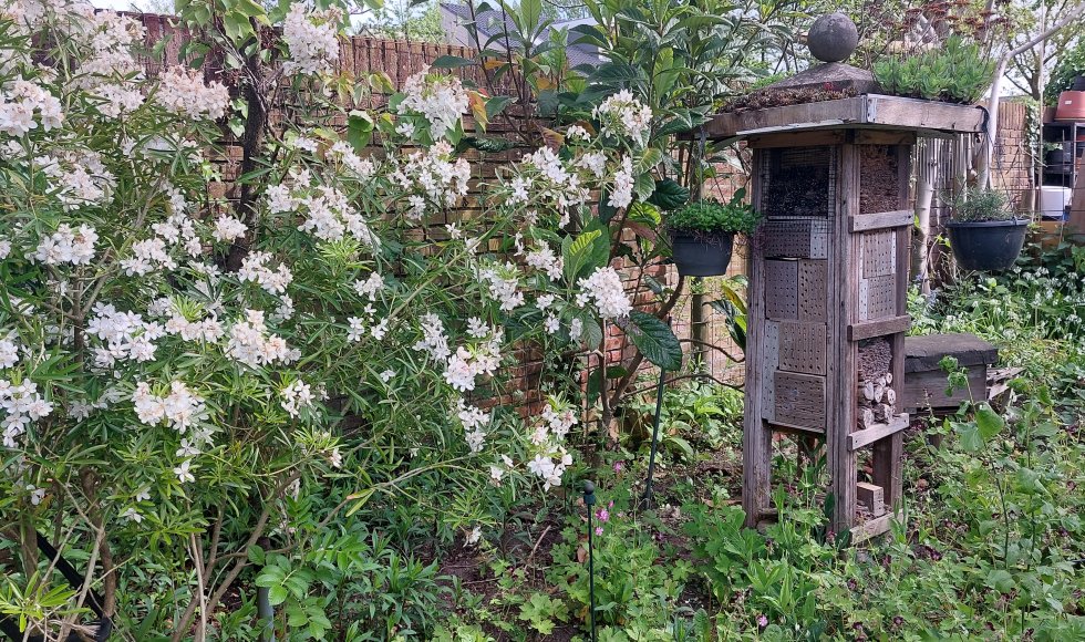 Oss Neffe dn bocht 15