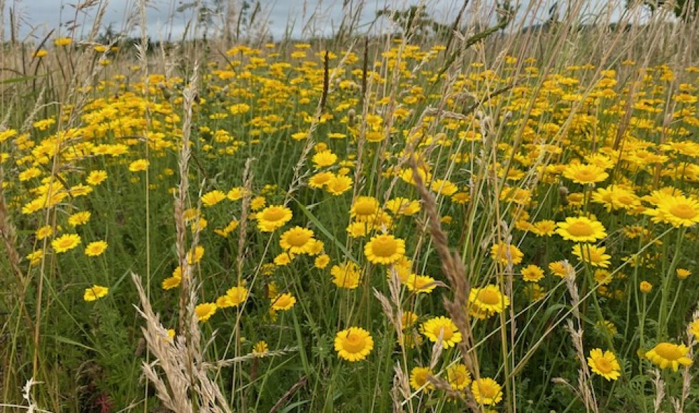 Retranchement Kulderzipken 4