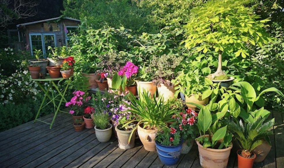 Ruddervoorde La Forêt de Chinouk 1