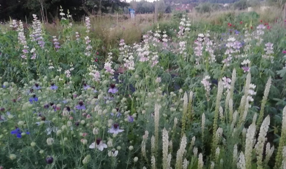 ST. Joris Weert Bookette 2