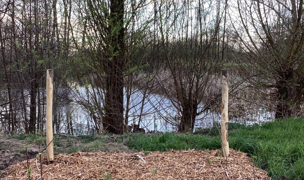 De Schans Voorshoven 52