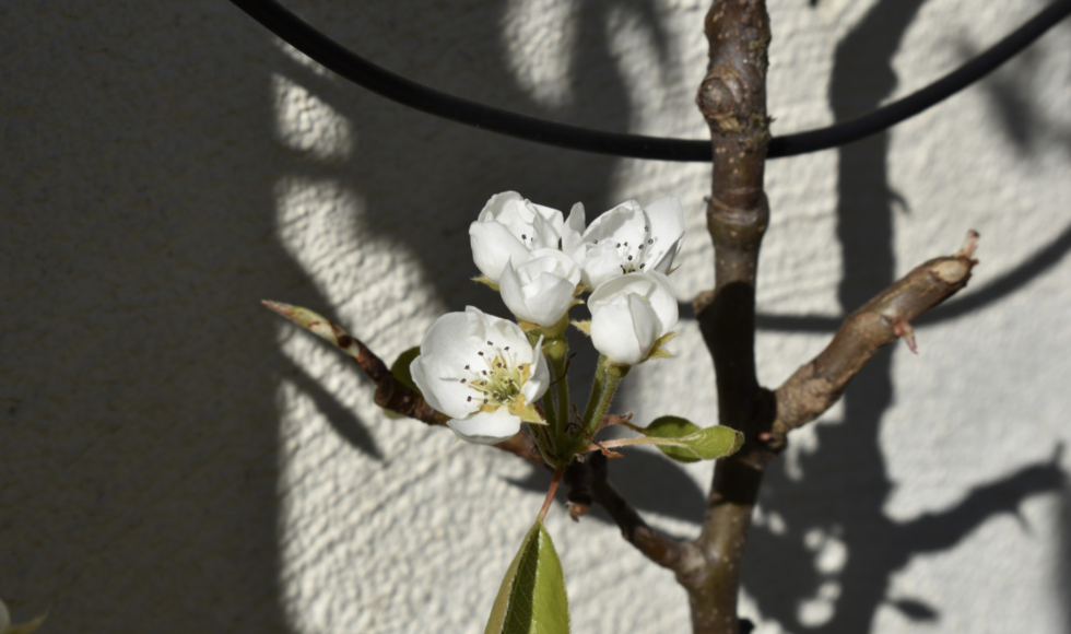Geborgen stadstuin met verticaal groen