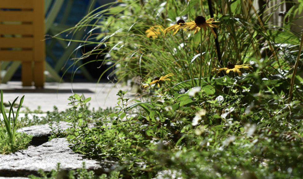 Geborgen stadstuin met verticaal groen