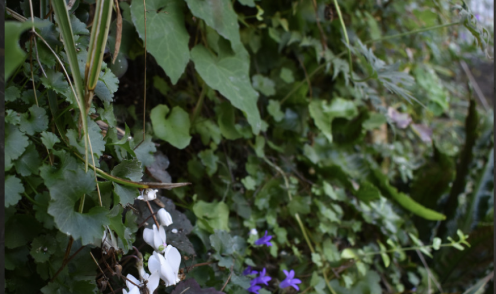 Geborgen stadstuin met verticaal groen