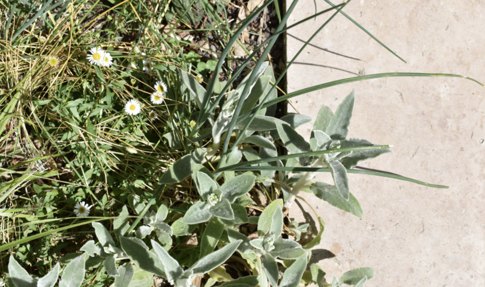 Geborgen stadstuin met verticaal groen