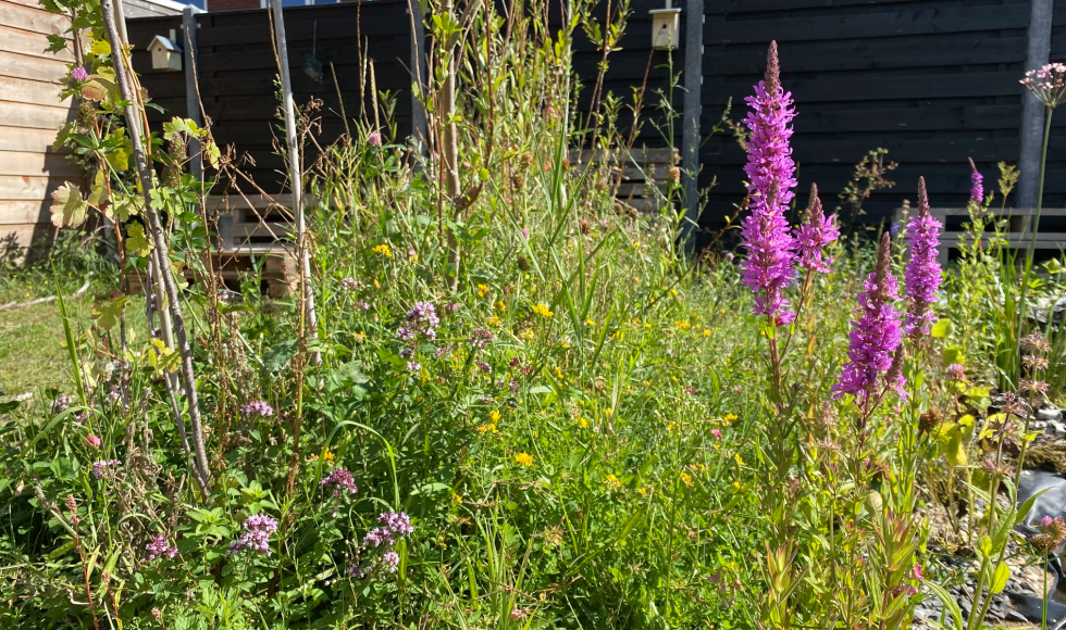 inheems Valhalla Tje