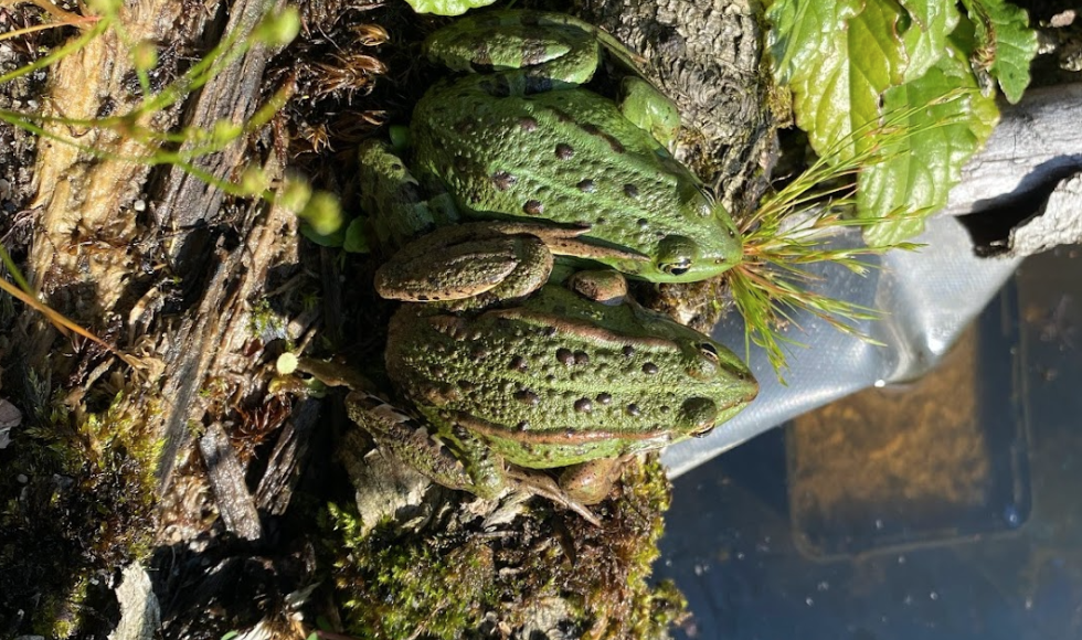 inheems Valhalla Tje