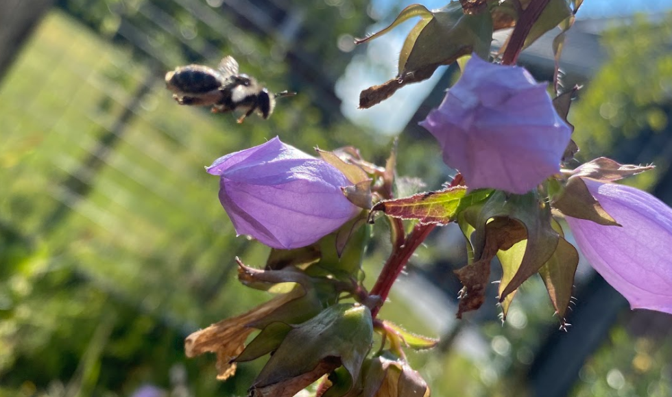 inheems Valhalla Tje