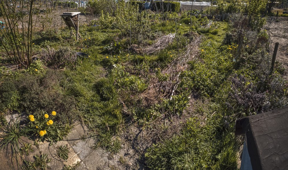 Ecologische moestuin