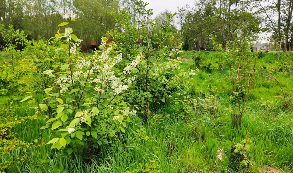 Snellegem Vloet Permafruit10