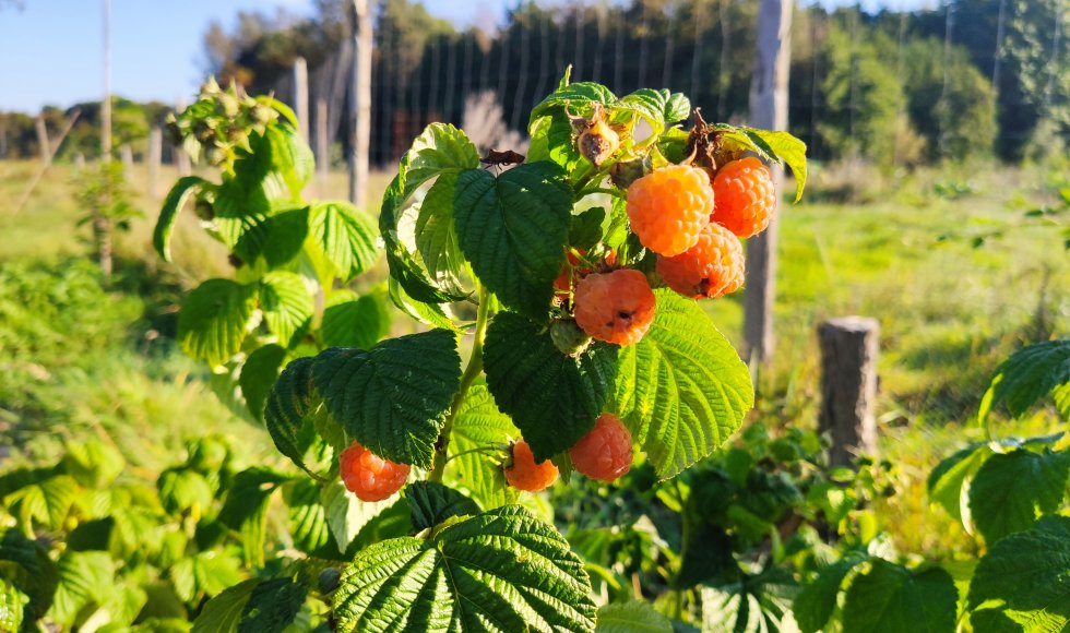 Snellegem Vloet Permafruit 2