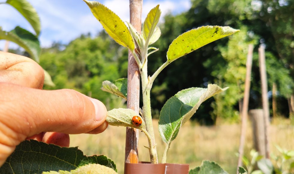 Snellegem Vloet Permafruit6