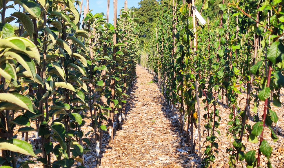 Snellegem Vloet Permafruit7