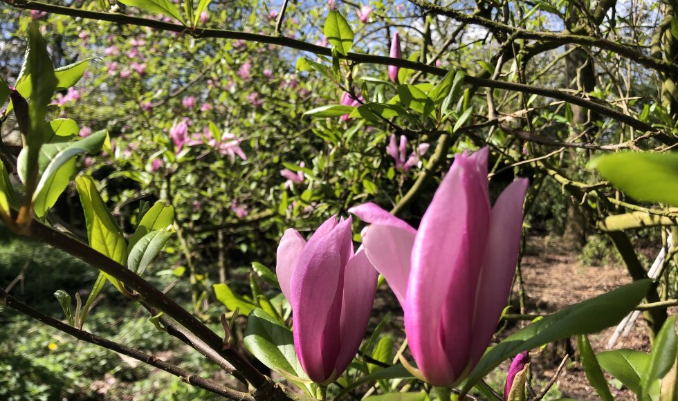 Stabroek Bloemenbos 4