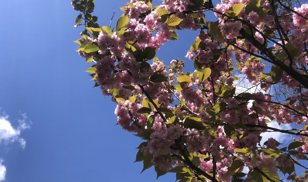 Stabroek Bloemenbos 5