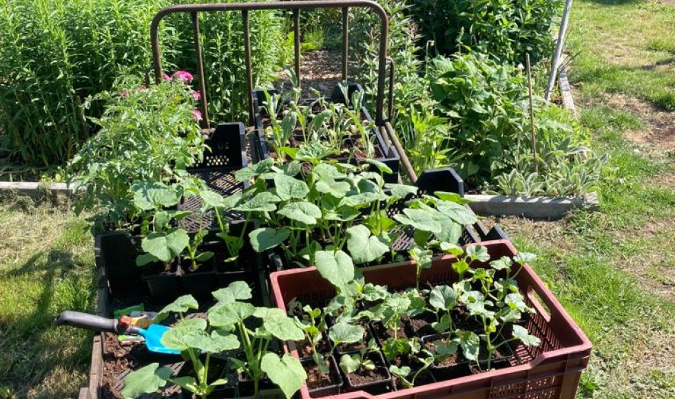 Stabroek Bloemenbos 6