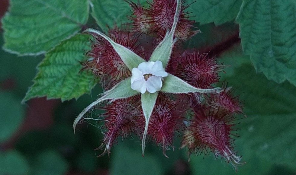 minimale input, maximale output