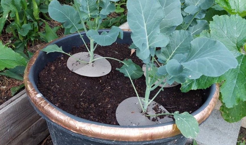 minimale input, maximale output