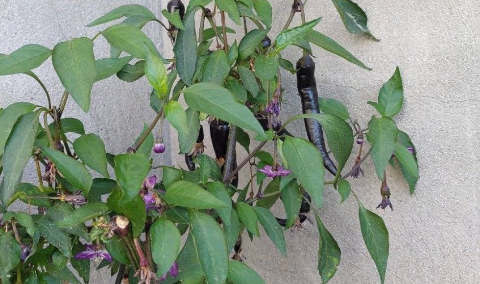 minimale input, maximale output